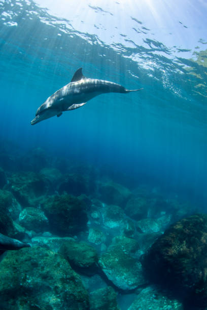 istock A dolphin swimming in the sun 1443680464