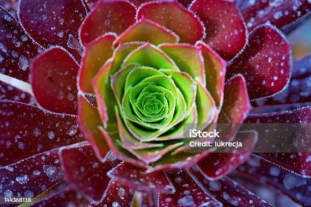 Kaktus Stockfoto und mehr Bilder von Bewegungsunschärfe - Bewegungsunschärfe, Bildhintergrund, Bizarr