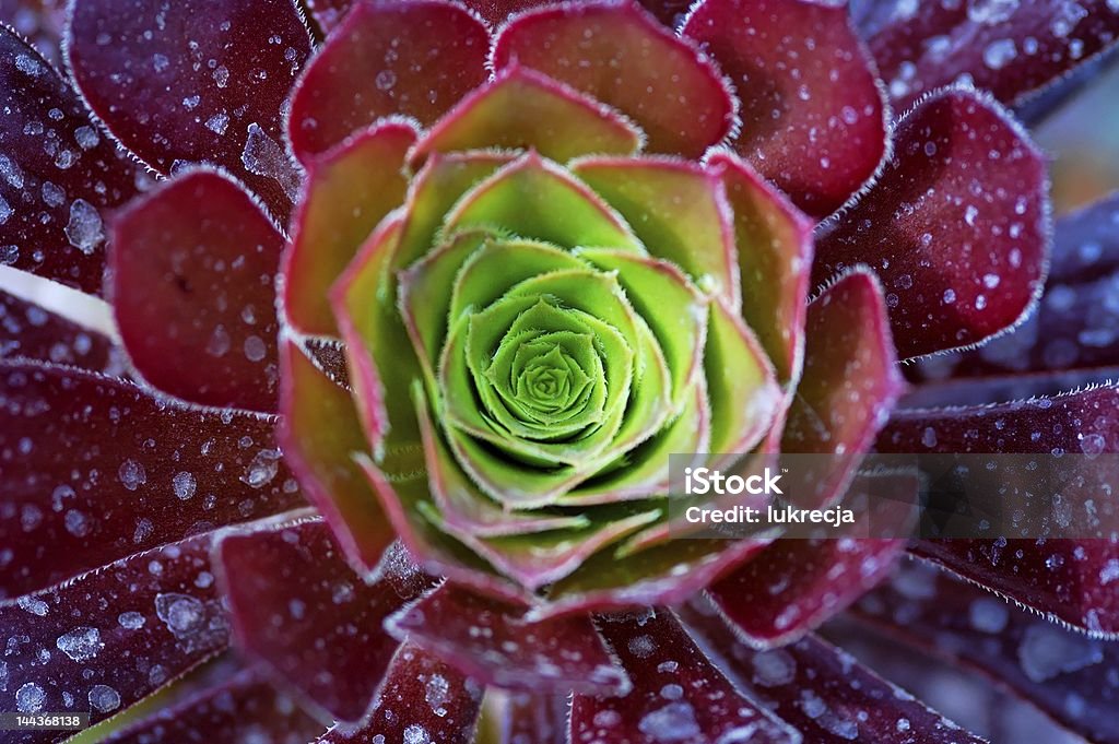 cactus - Foto de stock de Brilhante - Luminosidade royalty-free