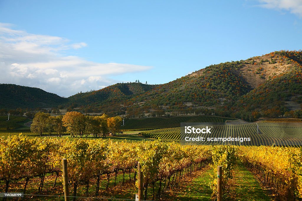 Vineyard in Autumn Rows of Grape Vines in Vineyard at Autumn Time Napa Valley Stock Photo