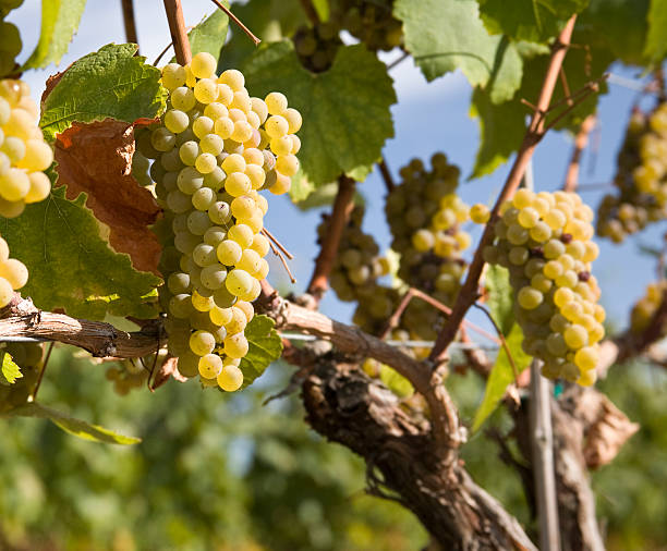 Chardonnay Grapes in Vineyard stock photo