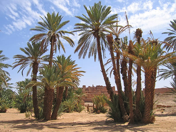 istock desert,oasis,with,palm,trees,zagora,draa,valley,morocco 144368293