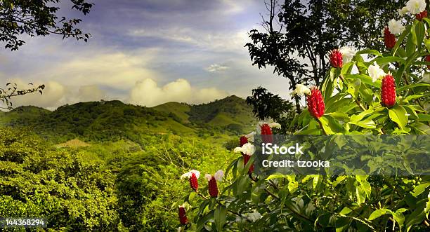 A Beautiful Landscape View Of Lush Foliage In Costa Rica Stock Photo - Download Image Now