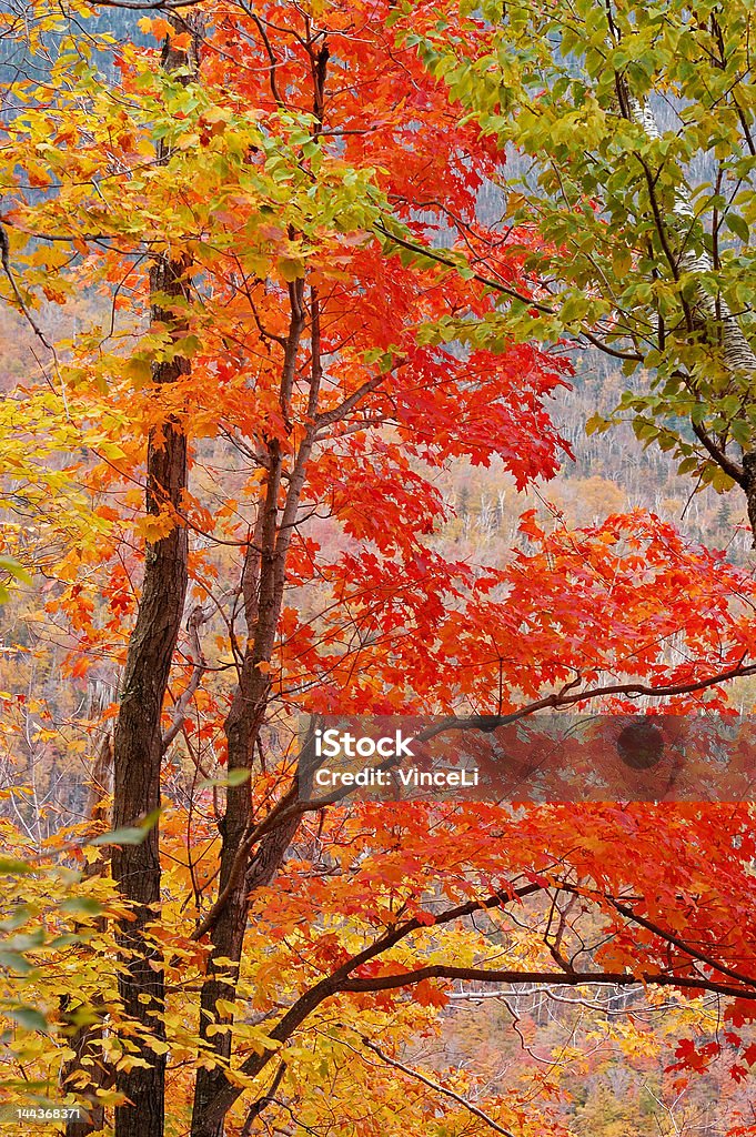 Sugar maple on fire A fall color maple tree. New England - USA Stock Photo