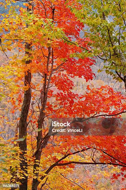 Sugar Maple On Fire Stock Photo - Download Image Now - New England - USA, Sugar Maple, Autumn