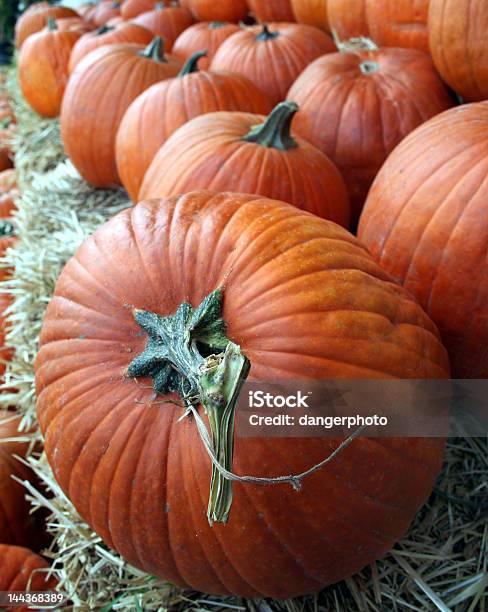 Pumpkins Stock Photo - Download Image Now - Agriculture, Autumn, Bale