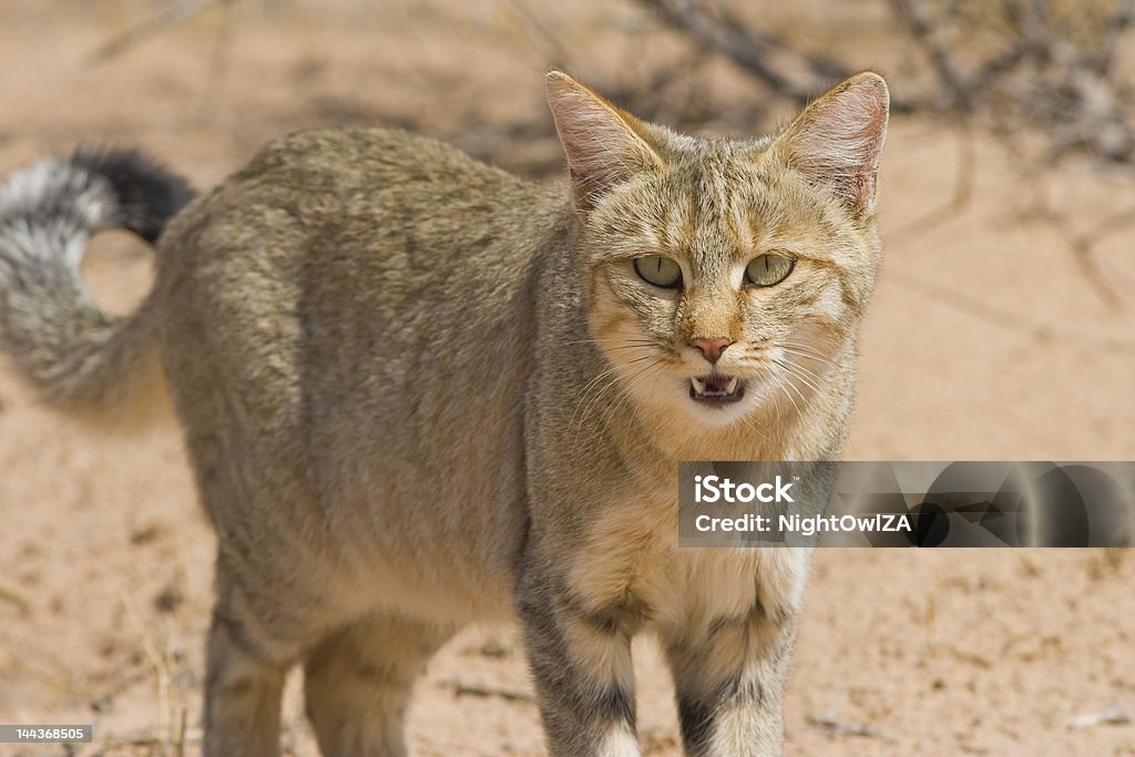 Wildcat - Photo de Chat sauvage d'Afrique libre de droits