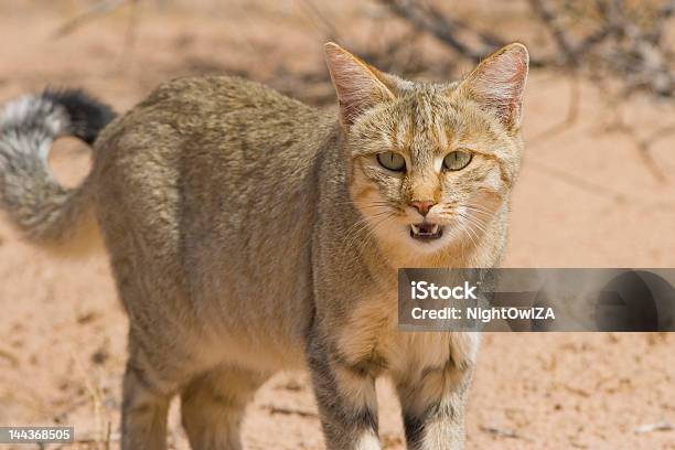 Photo libre de droit de Wildcat banque d'images et plus d'images libres de droit de Chat sauvage d'Afrique - Chat sauvage d'Afrique, Afrique, Animaux de safari