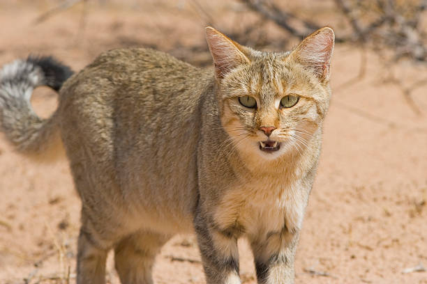 Wildcat stock photo