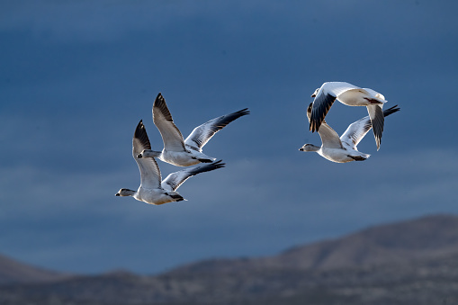 Snow goose flying gracefully as thunderstorms approach close behind, over Bosque del Apache in southern New Mexico, USA.