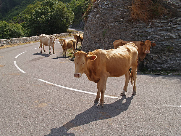 KAhe on the roads of Corsica. This traffic obstacle is to be expected at any time. Recorded September 2007         