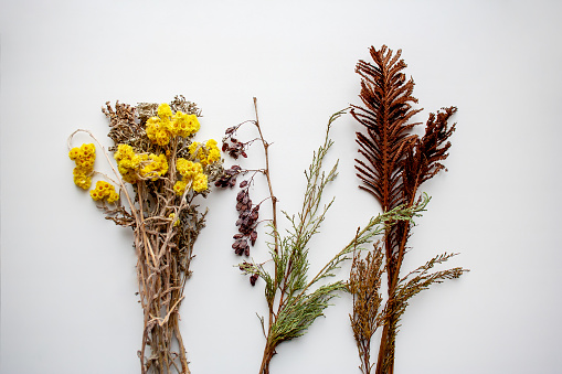 Bunch of dried yellow flowers and preserved field grass isolated on white background