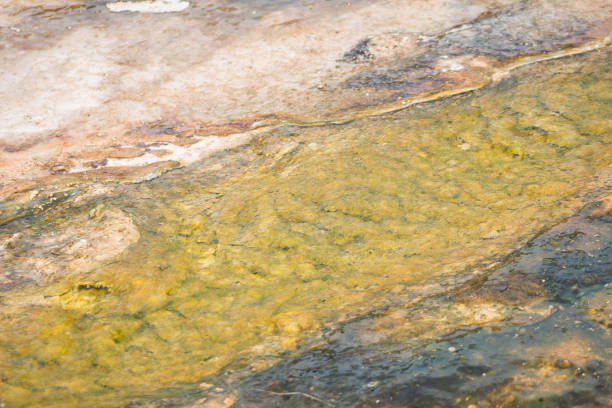 These mineral ponds filled with extremely hot waters are located all over the park in Yellowstone National Park.  The minerals in the water cause the change in colors.