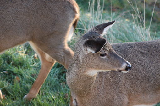 Close up Photo of deer in a family