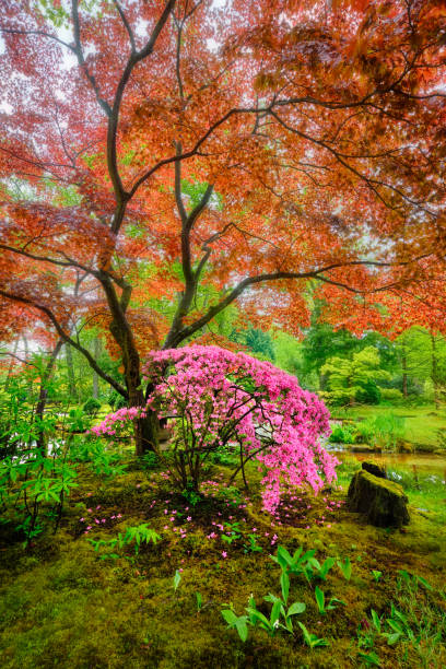 istock Japanese garden, Park Clingendael, The Hague, Netherlands 1443689701