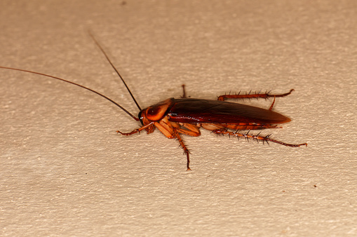 Brown cockroach met on the floor, macro