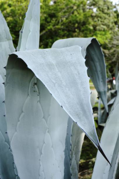 istock Agave Americana Leaf and Thorns 1443704499