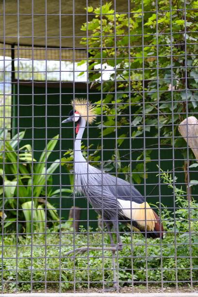 istock Imprisoned Indonesian Crowned Crane 1443706862