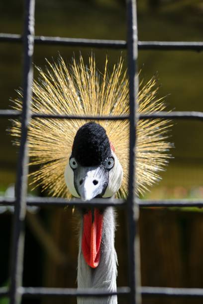 istock Imprisoned Indonesian Crowned Crane 1443706879