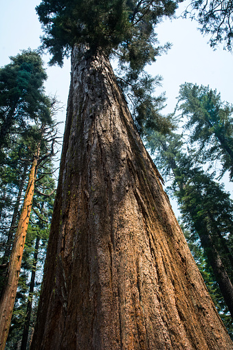 Yosemite Giant Sequoia