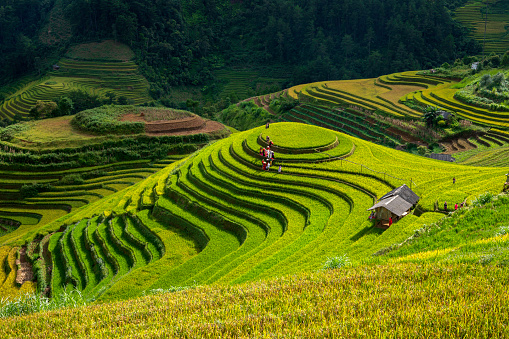 Terraced rice field in rainy season in Mae Chaem District, Chiang Mai Province, Thailand. Popular travel destination