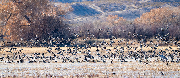 Large number of ducks (mostly Pintail) flying low over marshy area in New Mexico in southwestern USA, North America