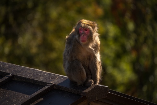 This image shows a young macaque monkey sitting in a silly pose on the top of a traditional edo style building.