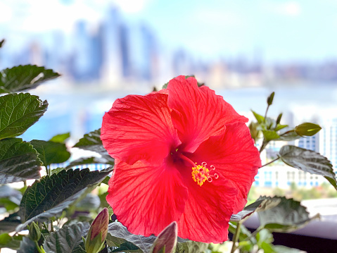 Big pink hibiscus flower close-up illuminated by sunlight