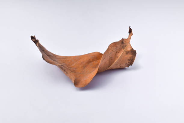 istock Dried wilted leaves isolated on a white background 1443714888