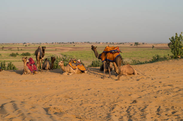 istock Dromedary, dromedary camel, Arabian camel, or one-humped camels are used for camel riding, adventure sport. Thar desert, Rajasthan, India. 1443717985