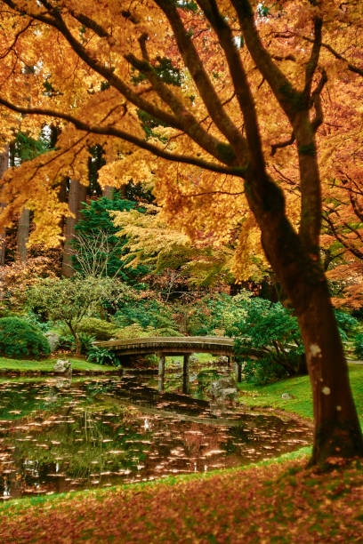 istock Dream back to Kyoto 1443718982