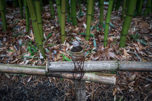Bamboo tied together to make a fence and barrier.