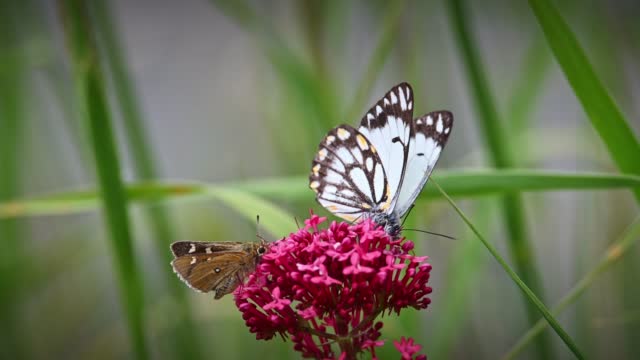 Black and white butterfly and tiny brown skipper