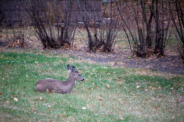 This image shows a close up view of a young white tail deer resting on a residential grass lawn on an overcast autumn day.