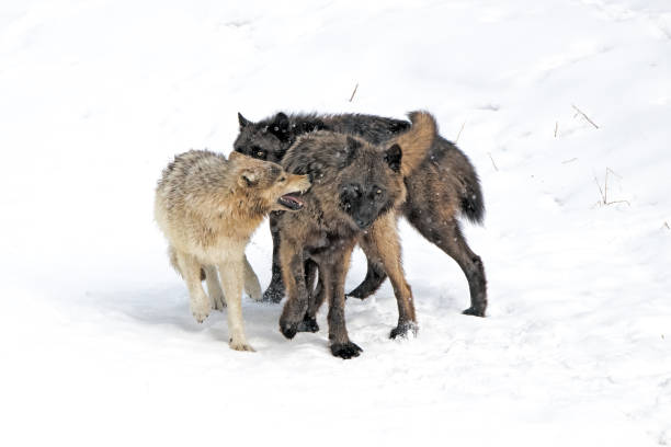 istock Wolves - mildly aggressive interaction between three wolves of the same pack in northwestern Wyoming, Yellowstone National Park, USA 1443723214