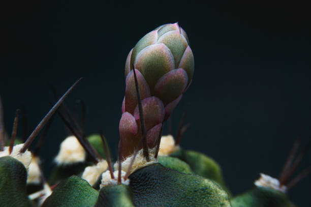 istock Gymnocalysium cactus giving flowers and seed pod 1443725585