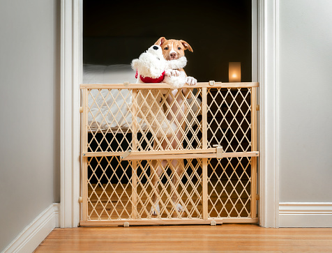Cute puppy standing behind pet gate with dog toy in mouth, waiting to be let.
