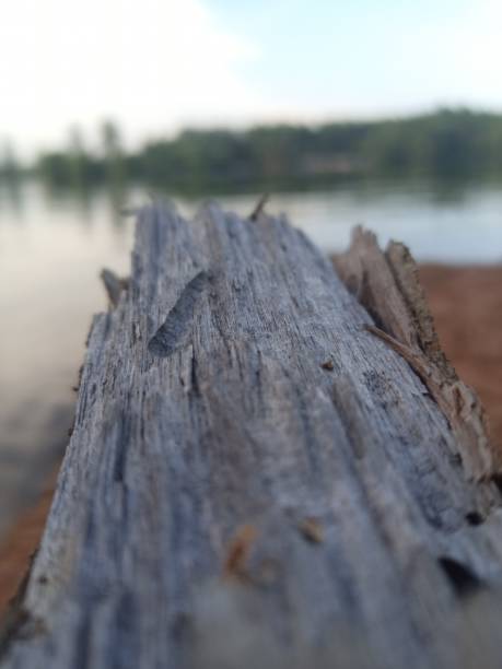 istock Dried wood alongside river in the morning 1443726956