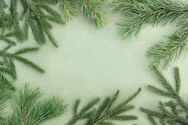 istock Frame made with spruce and pine natural branches on green background. Copy space, Top view, Flat lay 1443729807