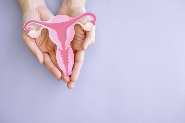 Hands holding uterus, female reproductive system , woman health, PCOS, gynecologic and cervix cancer concept stock photo