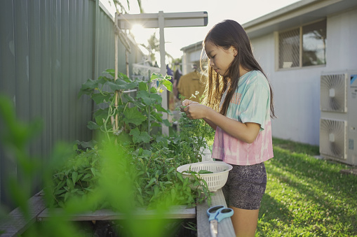 Mixed Asian preteen girl picking homegrown herbs, sustainable living lifestyle  concept