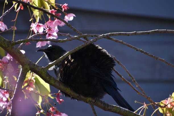 istock Bellbird in a pink blossom tree 1443733489