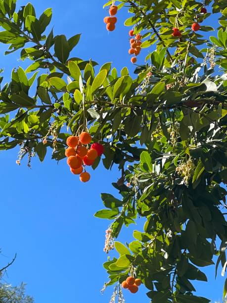 istock Ripe red bayberry 1443736790