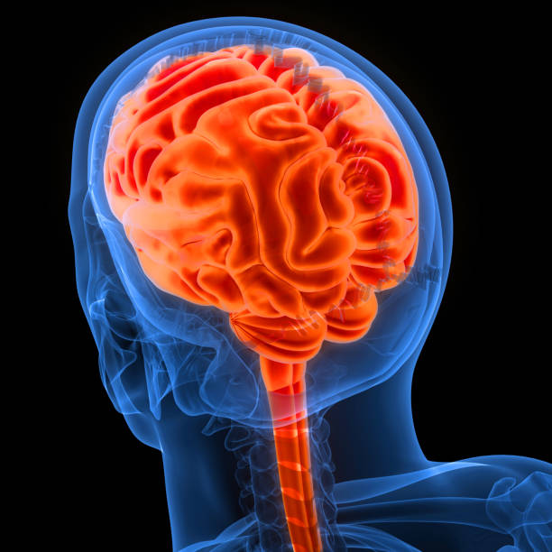 istock Central Organ of Human Nervous System Brain Anatomy 1443739252