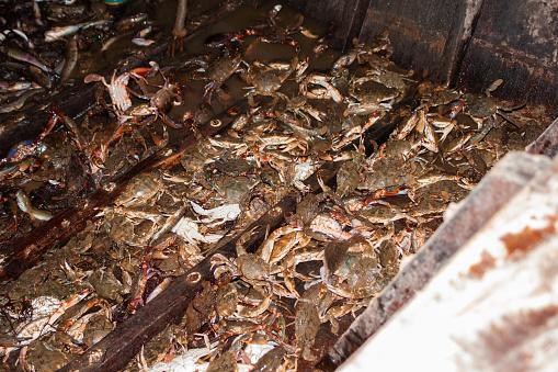 Fresh crabs at the market