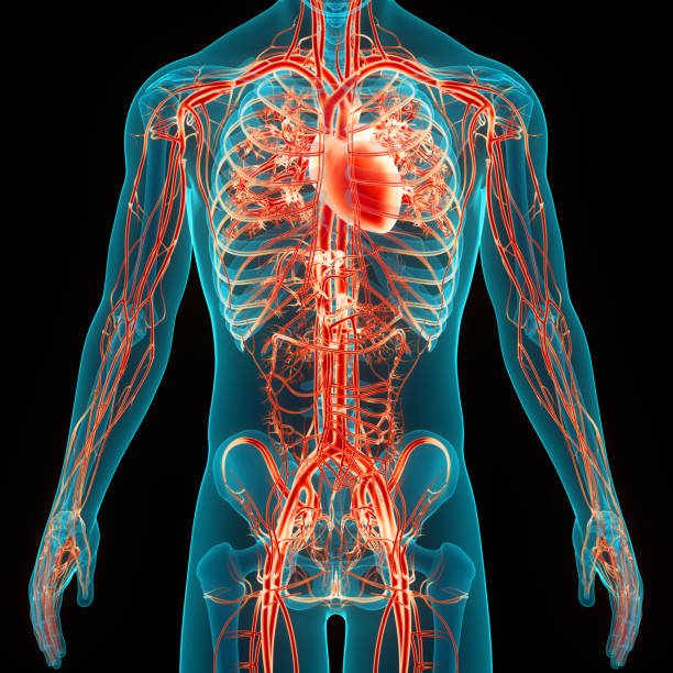 istock Human Circulatory System Heart Anatomy 1443739308