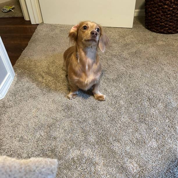 istock Dachshund long haired dog 1443742624