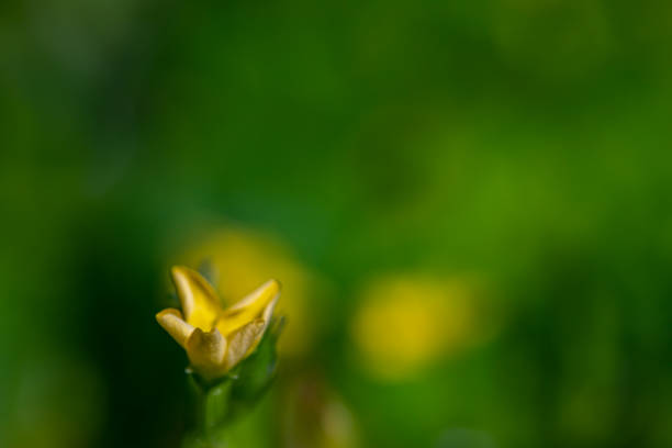 flowers captured in Bohinj valley Slovenia