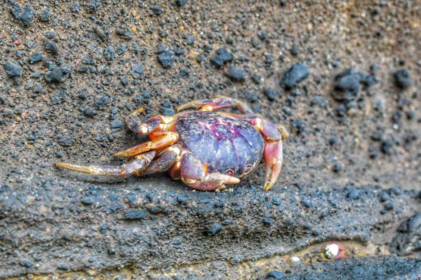 istock Sea crabs on the reef 1443753037