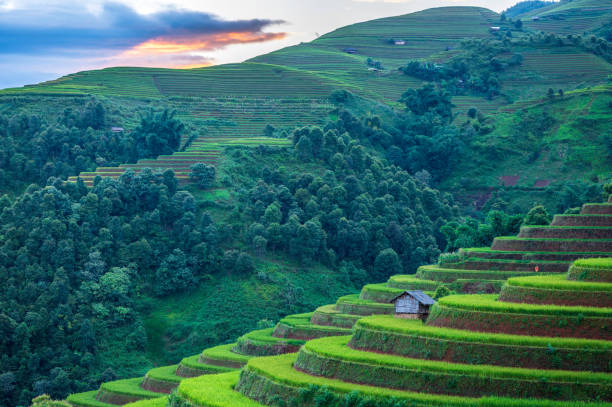 istock Terraced rice field in Mu Cang Chai, Vietnam 1443753683